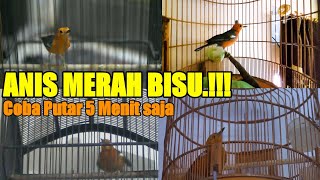 SUARA ANIS MERAH NGECIP NRATAK NGECIS 100% SUKSES BIKIN ANIS BISU JADI GACOR