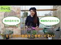 【ガーデンシクラメンの寄せ植え】カラーリーフの合わせ方と管理方法を紹介します♪ 【初心者向け】【ガーデニング】【園芸チャンネル】