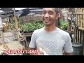 petani aglonema tingkat master bagi bagi jurus rahasia