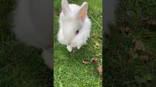 Konijnen short 🐰