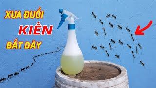 Mẹo Đuổi Kiến Ra Khỏi Nhà Đơn Giản và An Toàn Cho Sức Khỏe