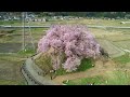 樹齢３３０年、わに塚の桜