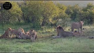 Lions, Lizard, SUNRISE, Most beautiful sunrise and sunset video, Dog , Mountains, Heron, RIVER, Fun