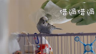 #96 快樂虎皮鸚鵡│長壽要件之一 Budgerigar singing / Budgie sounds / Parakeet セキセイインコ 虎皮聲音 叫聲 唱歌 鳥籠 清潔