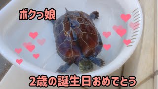 クサガメ！2歳誕生日おめでとう！