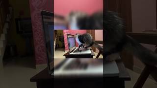 Togo ഇവൻ ഇപ്പോൾ എവിടെ ആണെന്ന് അറിയില്ല😒#shortsfeed#catlover#catshorts#catsviral#youtubeshorts