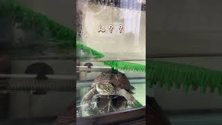 #クサガメ#亀#turtle#ご飯