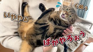 愛猫にキスしようとしたら不満と暴言が止まらなくなっちゃいました…