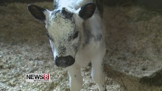 Farmers pull rare cow through 6-foot snow drifts to give birth