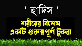 (৬) শরীরের একটি গুরুত্বপূর্ণ বিশেষ টুকরা #hadees #quran #কুরআন