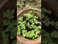 parsley leaves plants growing seedsavailable ytshorts youtubeshorts shortvideos shorts