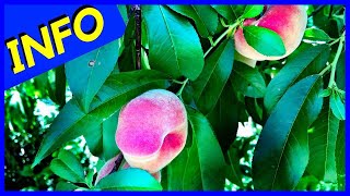 Donut Peach Tree (INFO)