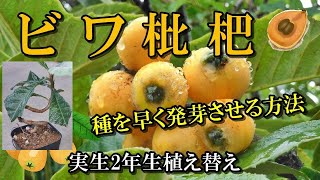 【ビワ実生2年生植え替え】種を早く発芽させる方法、びわの木の下に落ちてた果実の種を育てて2年