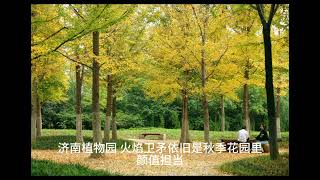 秋天花园里颜值担当 秋天的色彩#属于秋天的颜色 #秋天该有的样子