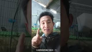 老铁福利来了，现在刚好预防#肉兔养殖 #兔子#养兔人#三农计划