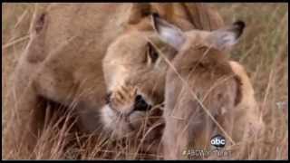 Lioness Befriends Baby Impala וגר זאב עם כבש