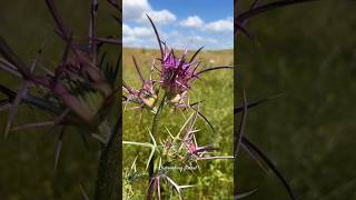 Flowers and nature, Israel 2024