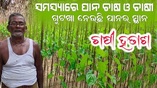 ସମସ୍ୟାରେ ପାନ ଚାଷ ଓ ଚାଷୀ || Betel leaf farming and farmers are in troubles.