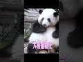 大熊猫和花舔手手的样子也太萌了吧？！ panda cute