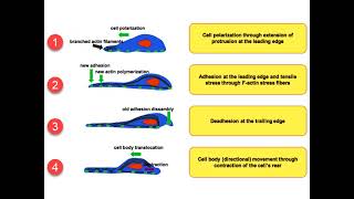 Cell Locomotion