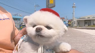 Dog travel to Jeju Island every year to celebrate his birthday! | EP.01 Woljeongri, Jeju Island