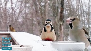 今シーズン初確認：シメが戻ってきました！しかし！！！笑