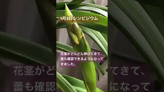 1月3日シンビジウム#シンビジウム #洋ラン #洋蘭 #plants #植物 #oração #orchid