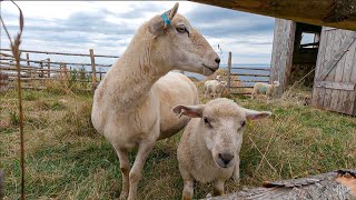 This HISTORIC Village Left All Their Animals Behind! (a Real Gaelic Village Time Capsule)