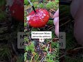 Modern Biology - Amanita mushroom music 🍄✨ #plants #shorts #synth #mushroom