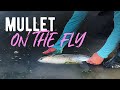 Fly Fishing For Mullet | Saltwater Fly Fishing UK