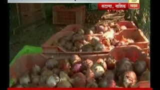 Nashik : Satana : Farmers Reaction on Onian Sell only 30Paisa Per KG