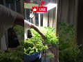 The Surprising Lettuce HARVEST: Pt7 Revealed