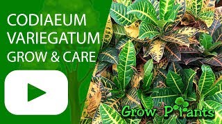 Codiaeum variegatum - grow and care (Colorful plant)