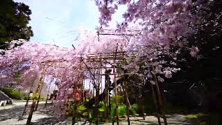 當麻寺奥院の枝垂れ桜