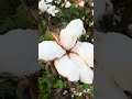 Pima Cotton in Canete Valley Peru, near Lima