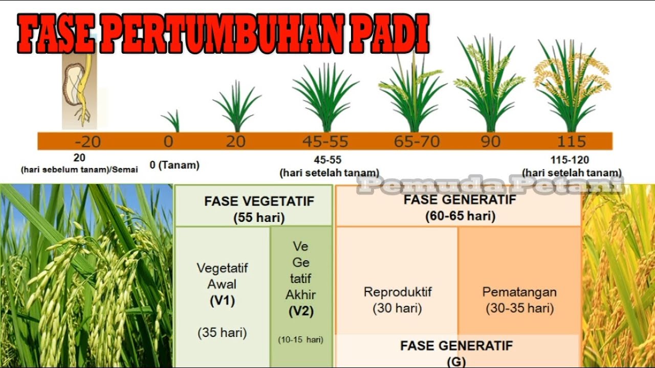 Pertumbuhan Tanaman - Homecare24