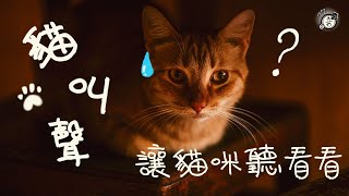 Cats Meowing│Animal Sounds│Cat Sound Effect