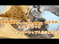 ねこもふ家最強アスリート猫クロくんの爪切り