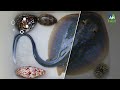 catch stingray and hermit crabs snails conch eels crabs sea fish octopus nemo fish fish