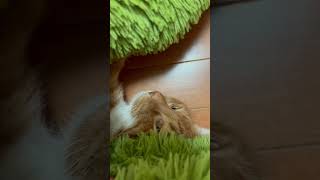 なんでそんなところで寝てんの？な猫🐈 #猫 #猫のいる暮らし #猫動画