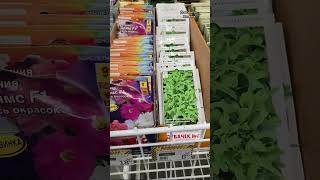 Купить семена по хорошей цене в Ашан на распродаже/ Auchan seeds Rostow am Don