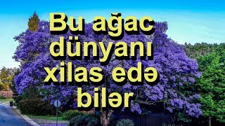 Bu ağac dünyanı xilas edə bilər