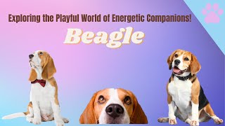 🐶 The Beagle Burst: Unraveling the Playful and Energetic Nature of Beagle Dogs! 🐾🌟