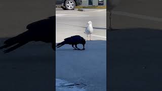 Seagull wants share the cherry with Crow 🐦 🍒 #shorts #birds #funny