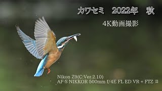 #9 ニコンZ9で動画撮影　カワセミの採餌シーン 2022年秋　１