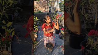 গাছ ভর্তি ফুল আসার কি উপায় ! 😱 #trending #minivlog #viralvideo #shorts #vlog #garden #boganvallia