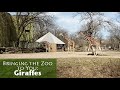 Bringing the Zoo to You: Giraffes