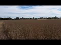 harvest of rolled cereal rye