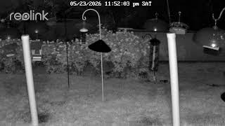 Cardinal Stream: Live from Southern Westchester, NY