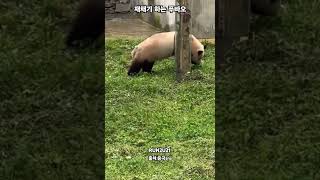 24.7.28 재채기 3회 연속으로 하는 푸바오#savefubao#푸바오